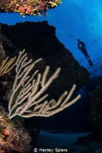 Cayman Reef Scene by Henley Spiers 
